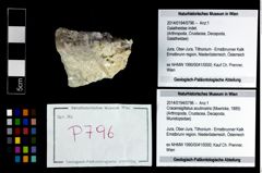 Foto (Objekt + Etikett) von Cracensigillatus acutirostris (Moericke, 1889)  (NHMW-GEO-2014-0194-0796)